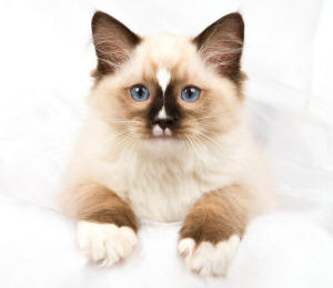 Ragdoll Cat Mitted