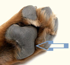 Metacarpal Pad of Rottweiler