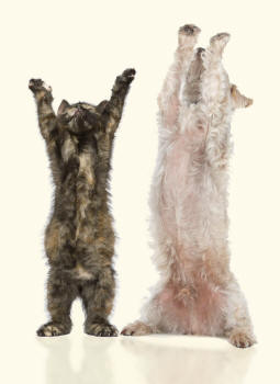Natural Breeds Reaching Up With Paws