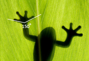 Frog Outer Toe Angle