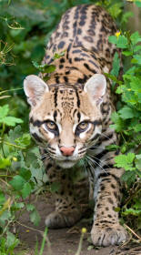 Ocelot leopardus pardalis Stalking