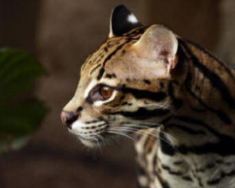 Ocelot leopardus pardalis
