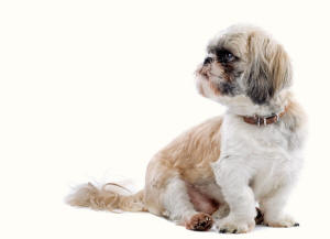 Shih Tzu Feet Turning Out