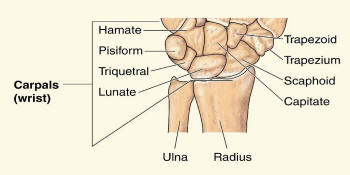 Anatomy of Human Hand Illustrating Pisiform
