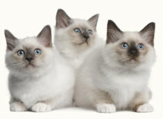 Birman Cats