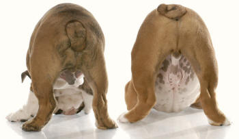 Bulldogs Posteriors