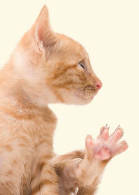 Cat Hind Heel Pads Revealing Paws