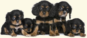 Cavalier King Charles Spaniel Puppies R