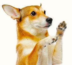 Dog Lifting Forefeet