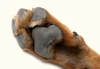 Dog Revealing Paw