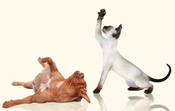 Dogue de Bordeaux and Devon Rex Playing