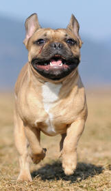 French Bulldog Double Tracking