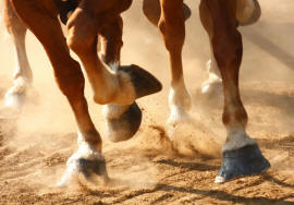 Horses' Hooves