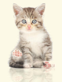 Kitten Revealing Plantar Pads