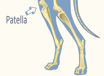Patella Illustration by Revealing Paws