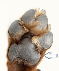 Paw of Rottweiler Palmar Pad Illustration