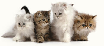 Persian Kittens
