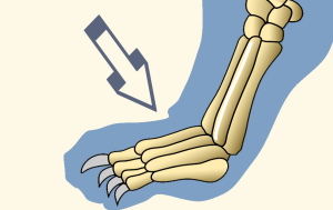 Proximal Phalanges of Domestic Cat Forefoot Revealing Paws