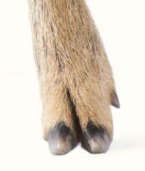 Roe Deer Fawn Capreolus capreolus Extreme Close-up Paraxonic Feet