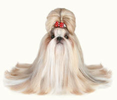 Shih Tzu Pedigree Dog