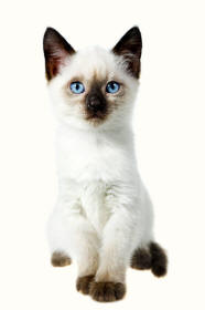 Siamese Cat Sitting
