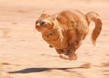 Tabby Cat Gallop