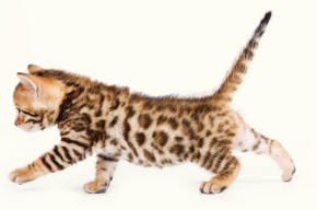 Bengal Kitten Reaching