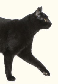 Black Cat Forelimb Reaching