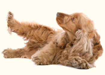 Cocker Spaniel Rear Legs