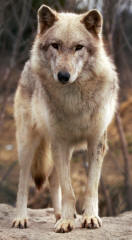Grey Wolf