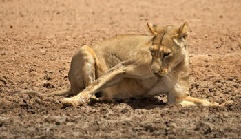 Lion Registering in Mud
