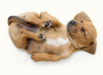 Puppy Revealing Rear Limbs and Paws