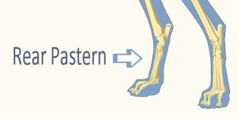 Rear Pastern Illustration by Revealing Paws
