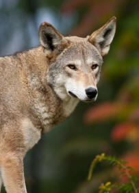 Red Wolf Canis rufus Revealing Paws