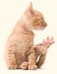 Tom Cat Rear Leg