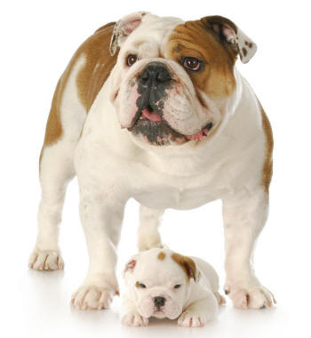 Bulldog and Puppy Feet Turning Out