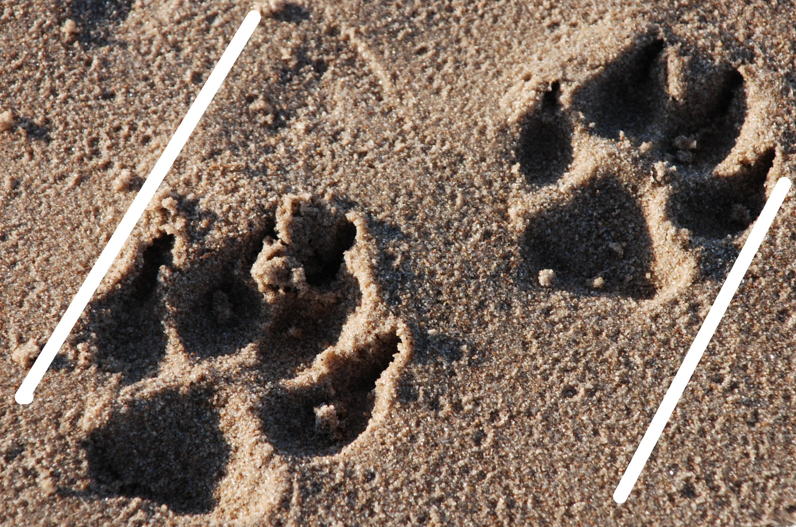 Dog Trail Straddle