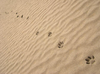 Dog Trail in Sand Revealing Paws
