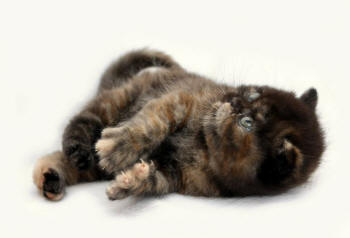 Exotic Shorthair Kitten
