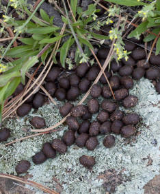 Mule Deer Droppings