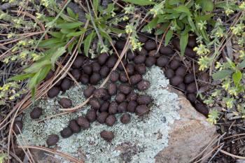 Mule Deer Droppings