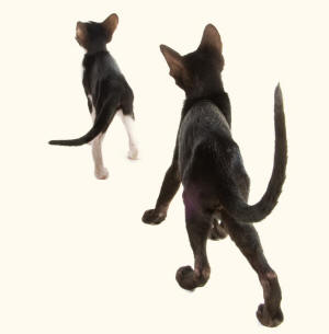 Oriental Cats Walking