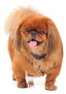 Pekingese Dog Legs Spread Apart