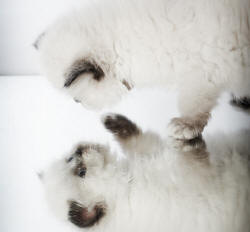 Persian Kitten Admiring Paw Reflection