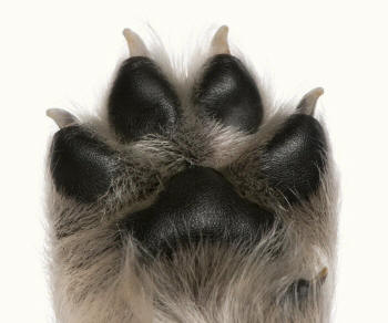 Puppy Toes Spread Apart