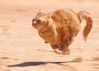 Tabby Cat Galloping