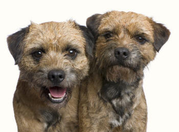 Border Terriers