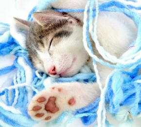 Cat In Wool