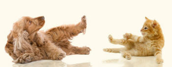 Cocker Spaniel and Kitten Lift Hind Legs