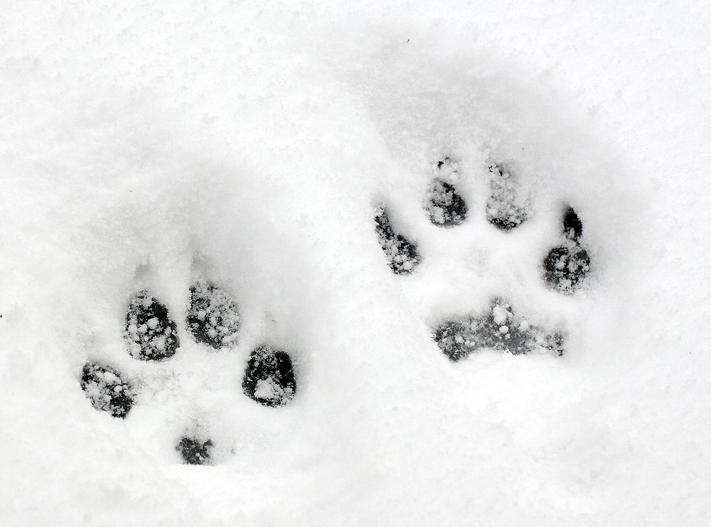 Dog Toe Impressions in Snow Revealing Paws
